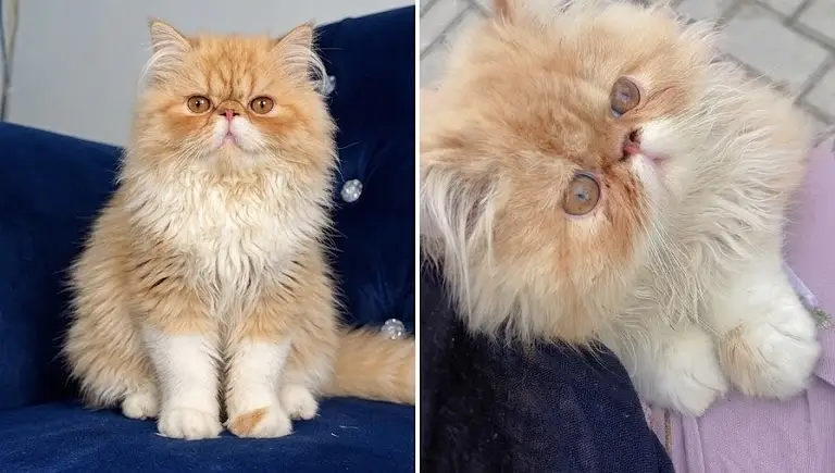  7-Month-Old Male Persian Cat for Sale  — photo 2