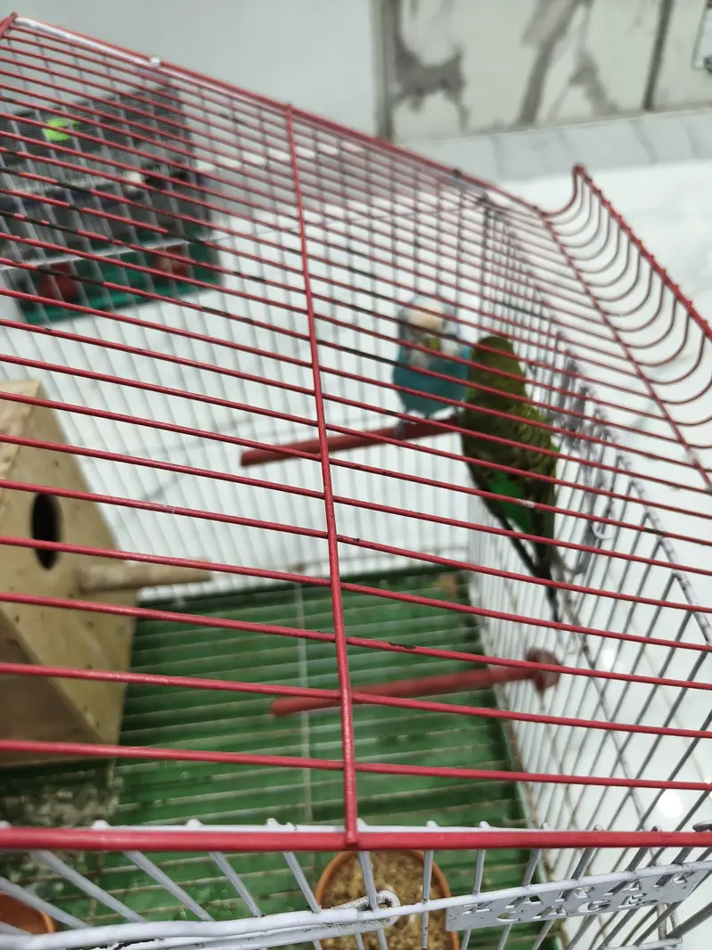 1 pair of budgies Australian parrots with big cage — photo 2
