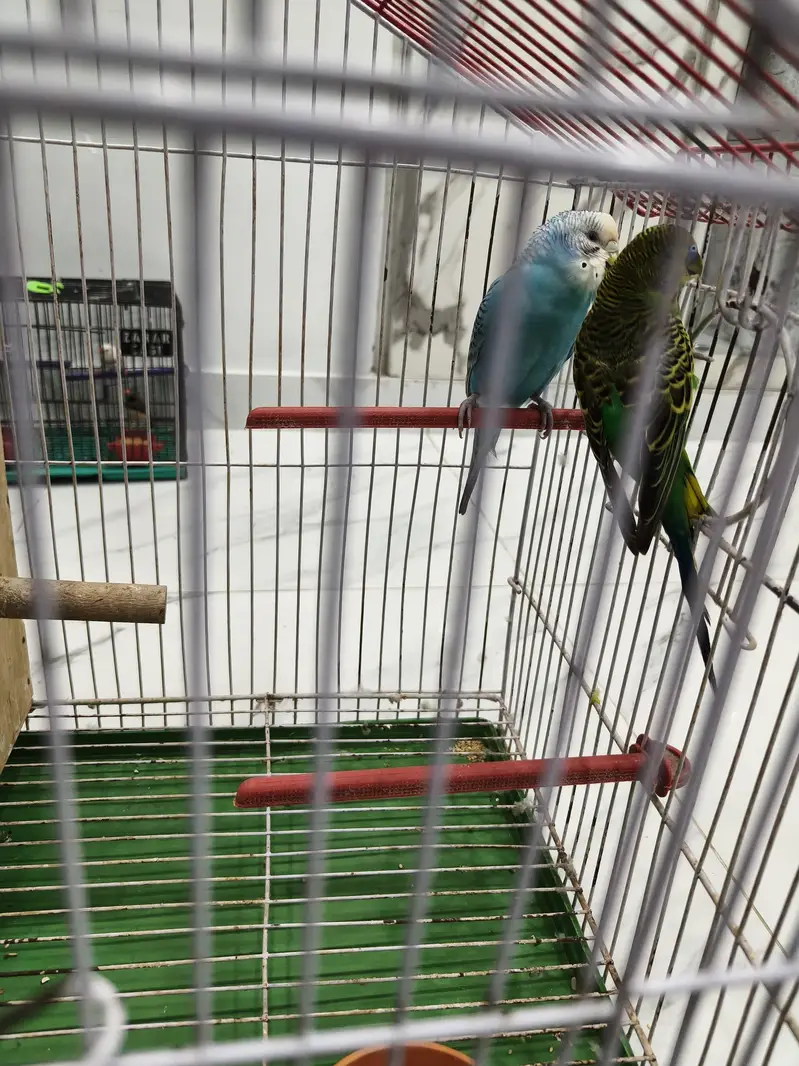 1 pair of budgies Australian parrots with big cage — photo 3