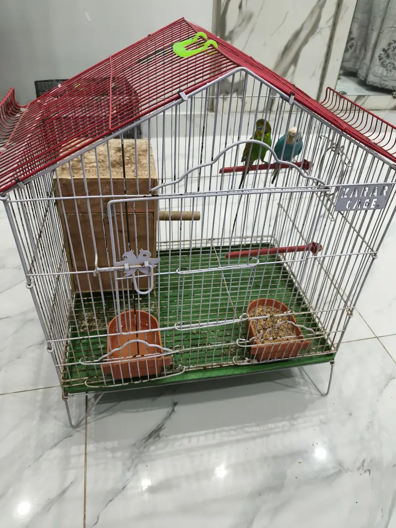 1 pair of budgies Australian parrots with big cage — photo 4