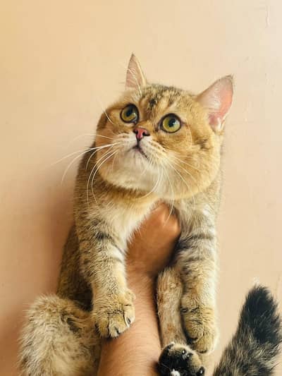British shorthair male