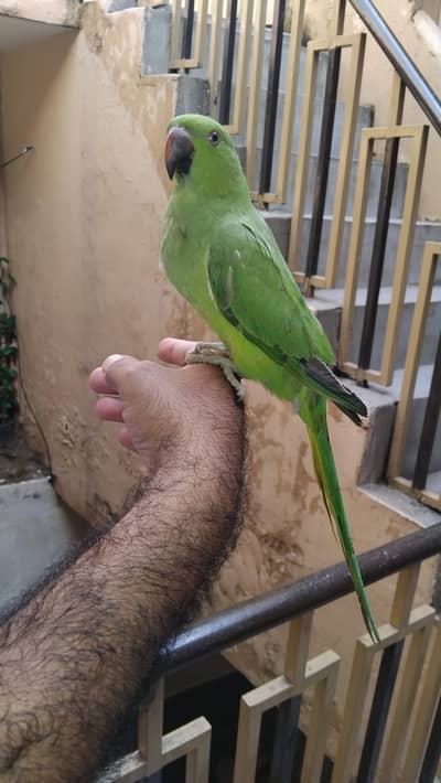 Tame Ring neck parrot Whistle mithu