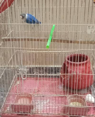 Blue Love bird with Cage