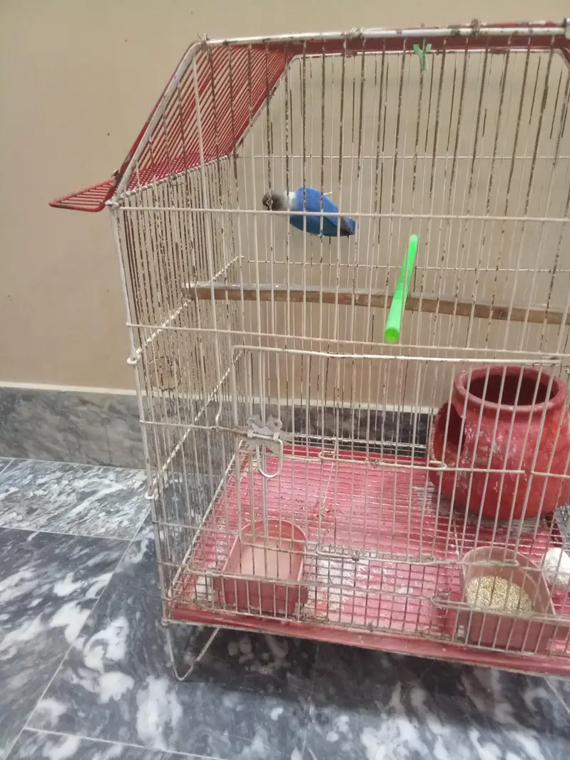 Blue Love bird with Cage — photo 2