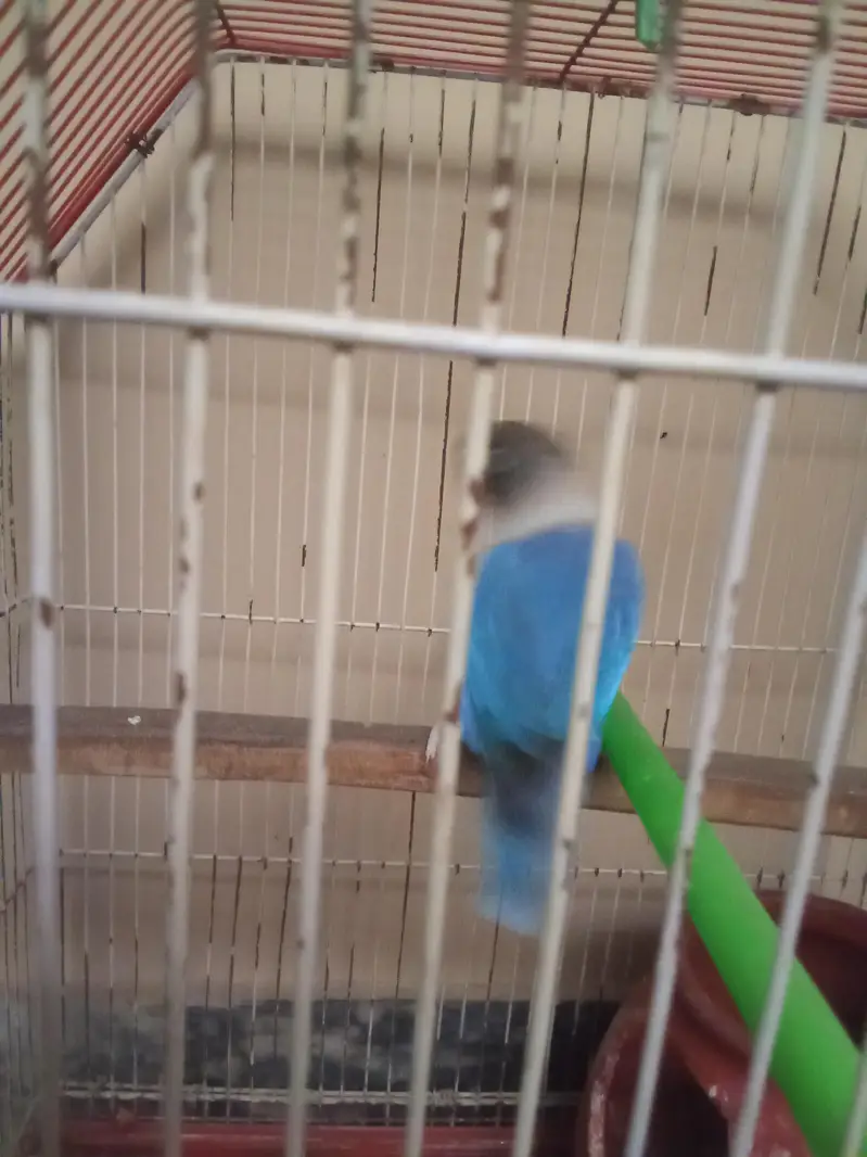 Blue Love bird with Cage — photo 3