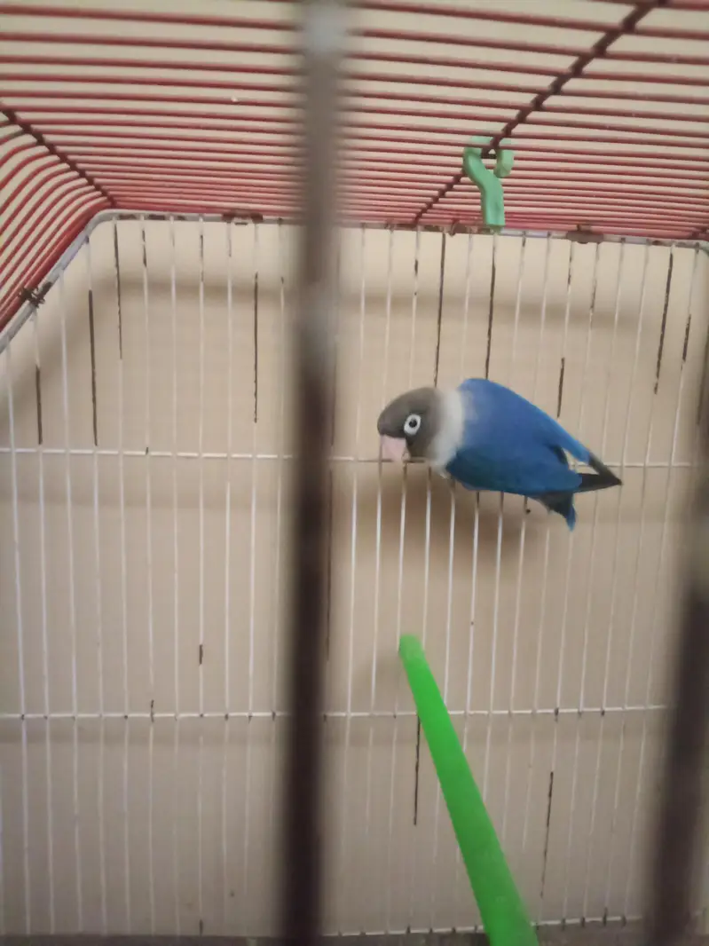 Blue Love bird with Cage — photo 4