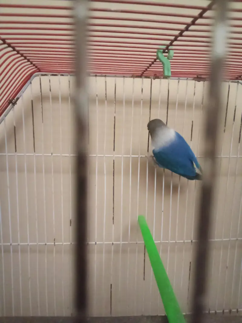 Blue Love bird with Cage — photo 5