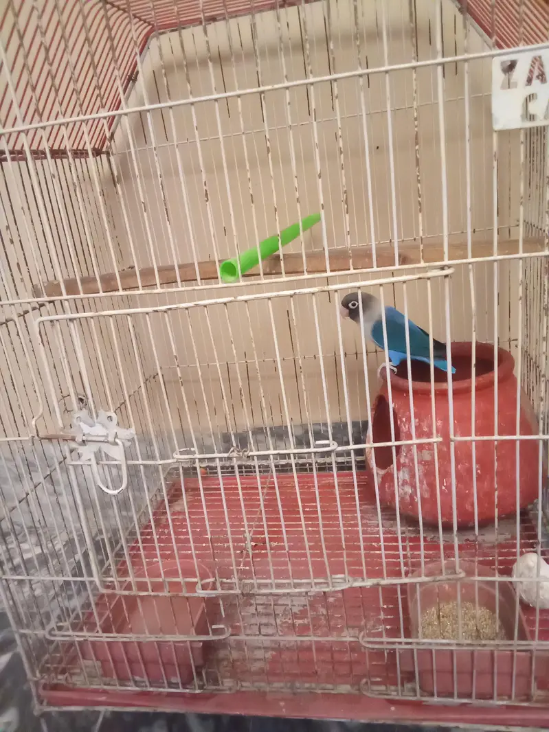 Blue Love bird with Cage — photo 6