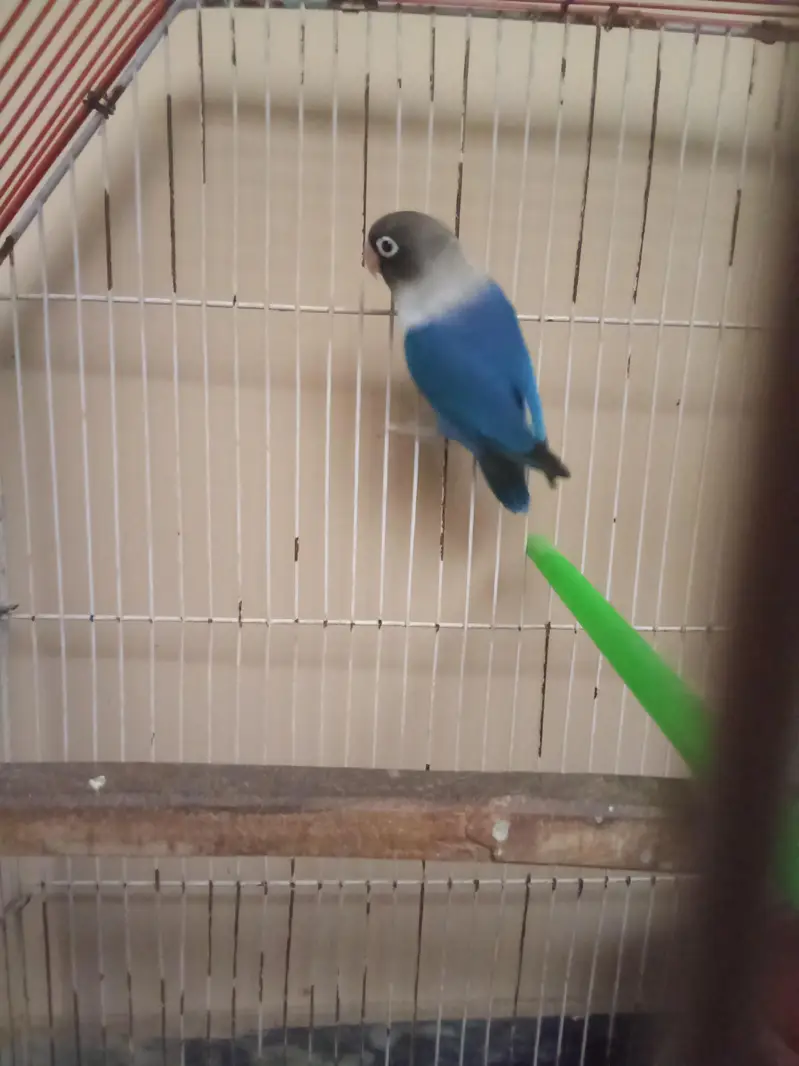 Blue Love bird with Cage — photo 7