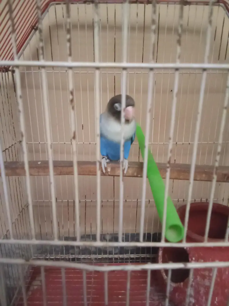 Blue Love bird with Cage — photo 8