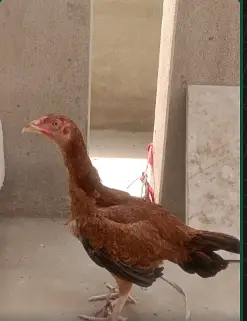  Mianwali Aseel Murga | available for sale — photo 2