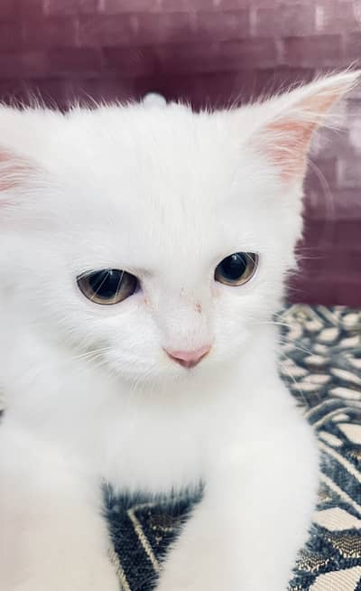 Cute Persian male kitten selling in Peshawar