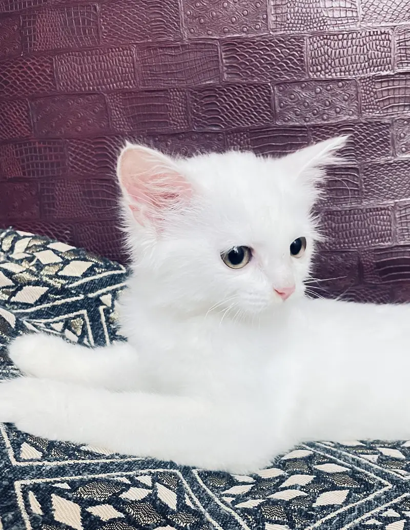 Cute Persian male kitten selling in Peshawar — photo 2