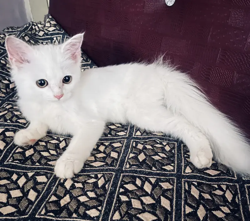 Cute Persian male kitten selling in Peshawar — photo 3