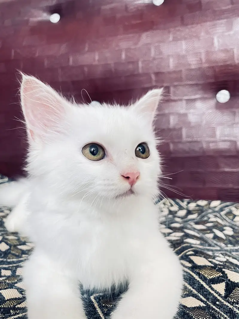 Cute Persian male kitten selling in Peshawar — photo 4