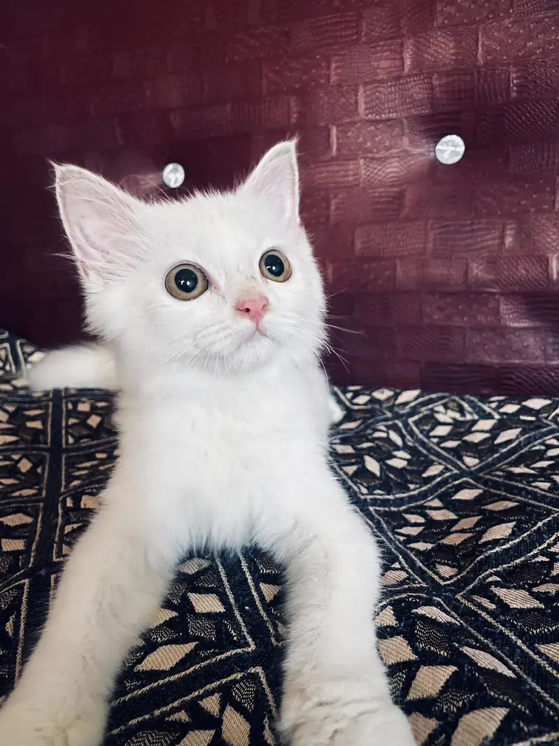 Cute Persian male kitten selling in Peshawar — photo 5