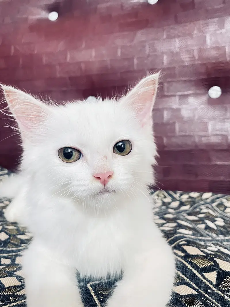 Cute Persian male kitten selling in Peshawar — photo 6