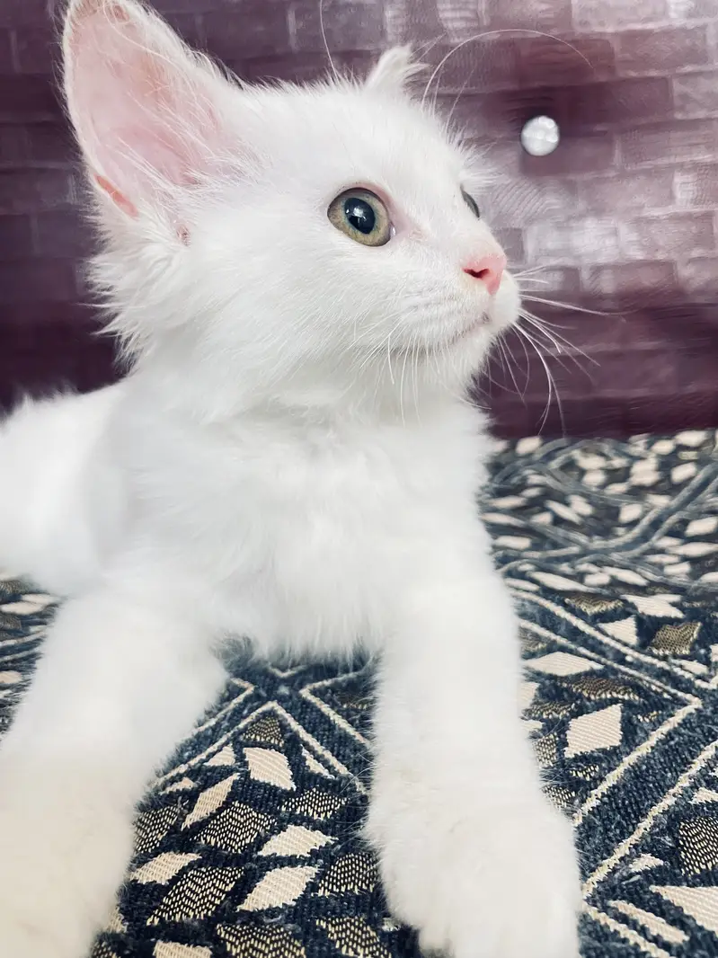 Cute Persian male kitten selling in Peshawar — photo 7