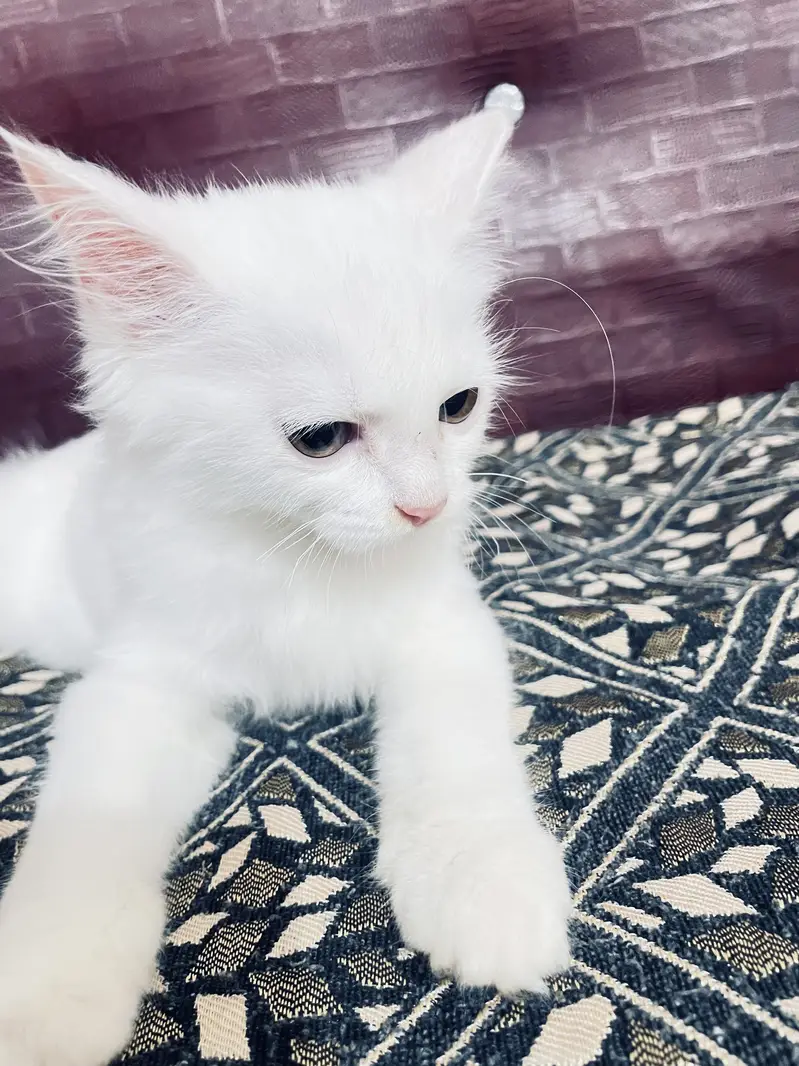 Cute Persian male kitten selling in Peshawar — photo 8