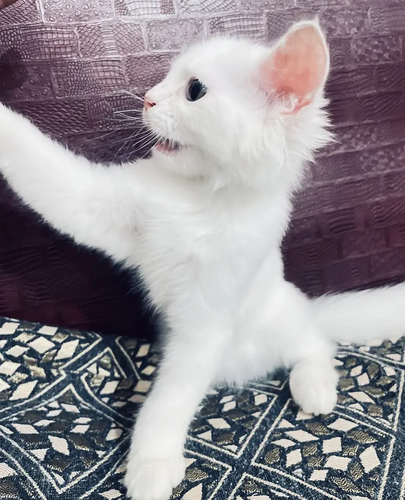 Cute Persian male kitten selling in Peshawar — photo 9