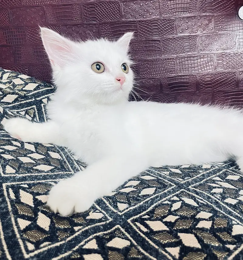 Cute Persian male kitten selling in Peshawar — photo 10