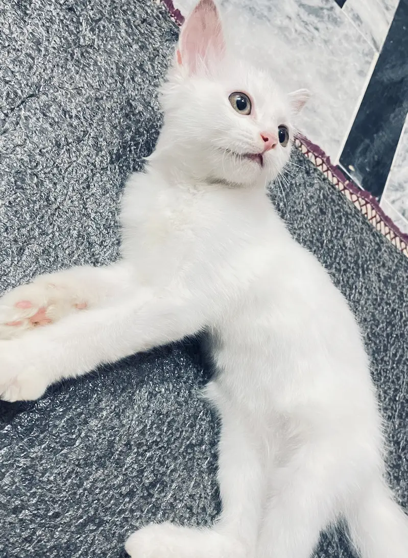 Cute Persian male kitten selling in Peshawar — photo 11