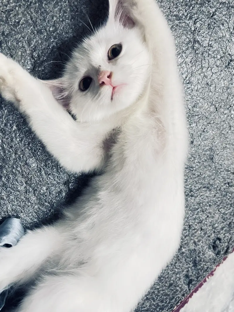 Cute Persian male kitten selling in Peshawar — photo 12