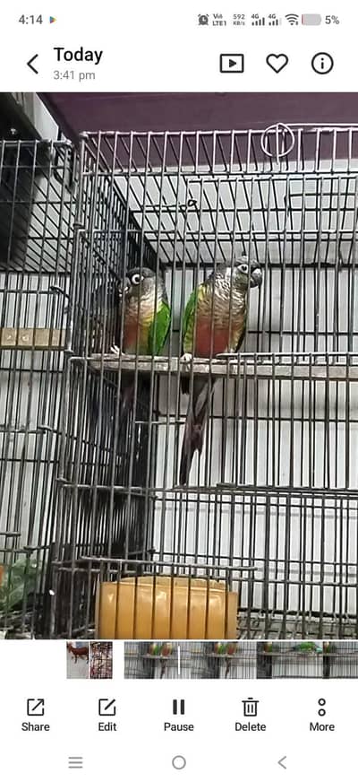 Green Sun chick canoure with red facter
