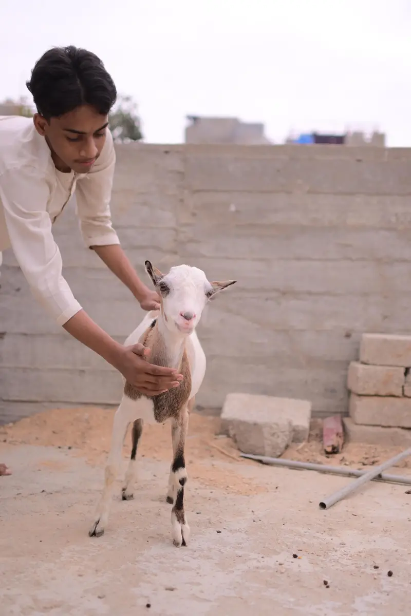 teddy bakra — photo 2