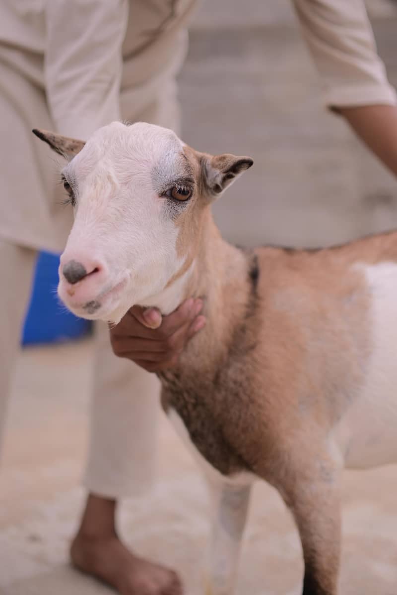 teddy bakra 2