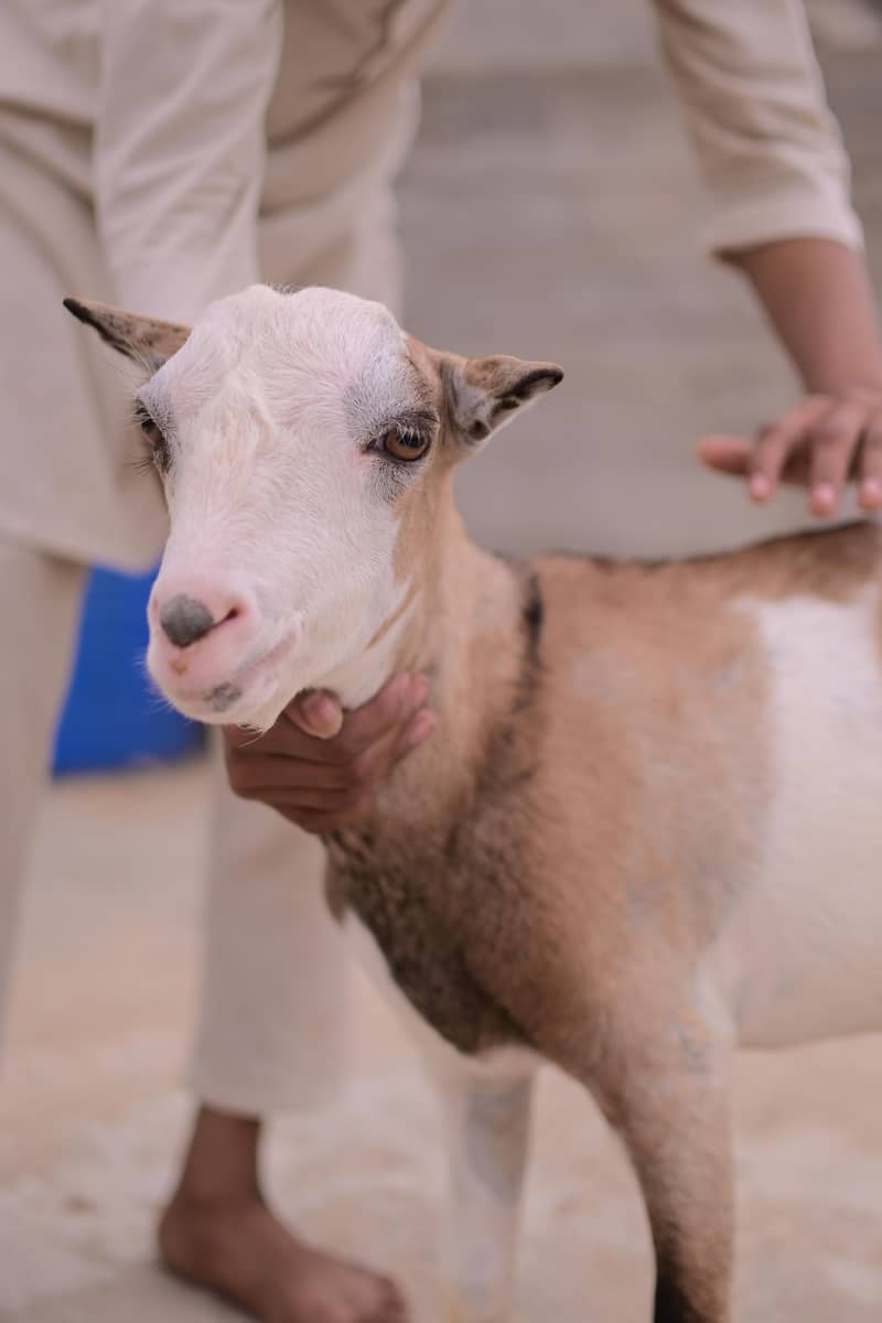 teddy bakra 3