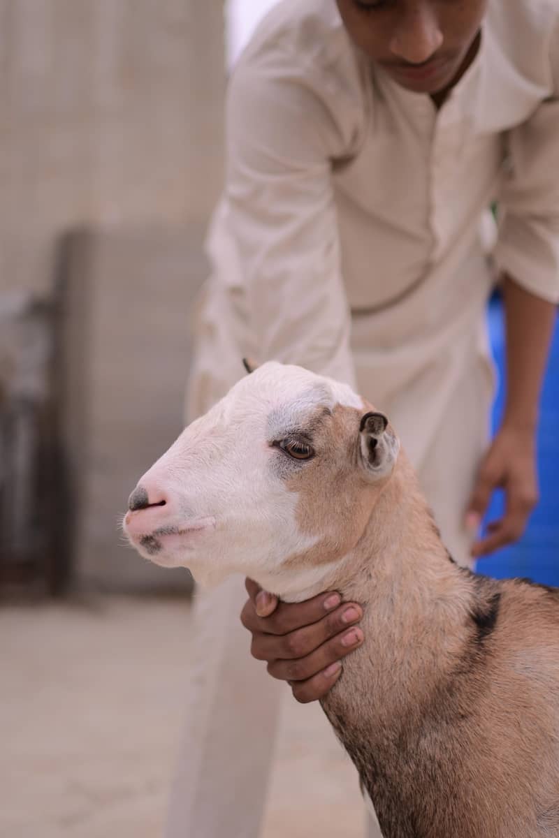 teddy bakra 4