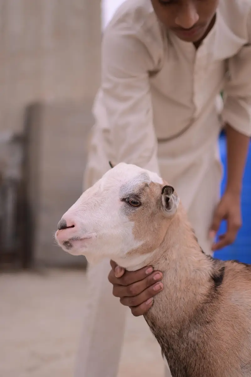 teddy bakra — photo 5