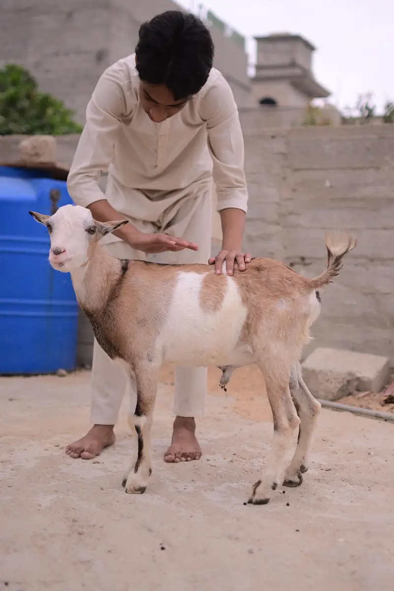 teddy bakra — photo 6