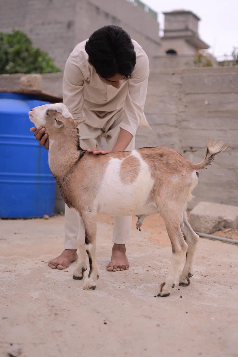 teddy bakra 6