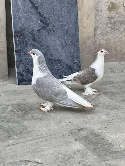 Lahori sharzi Breeder pair