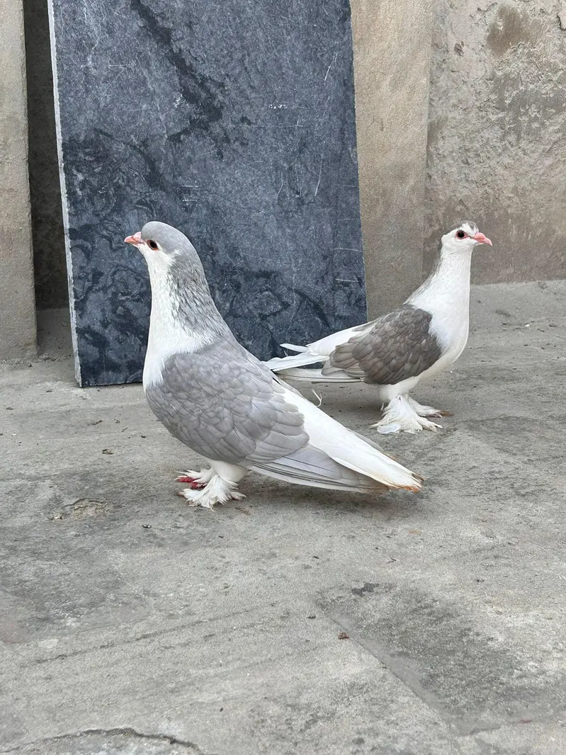Lahori sharzi Breeder pair