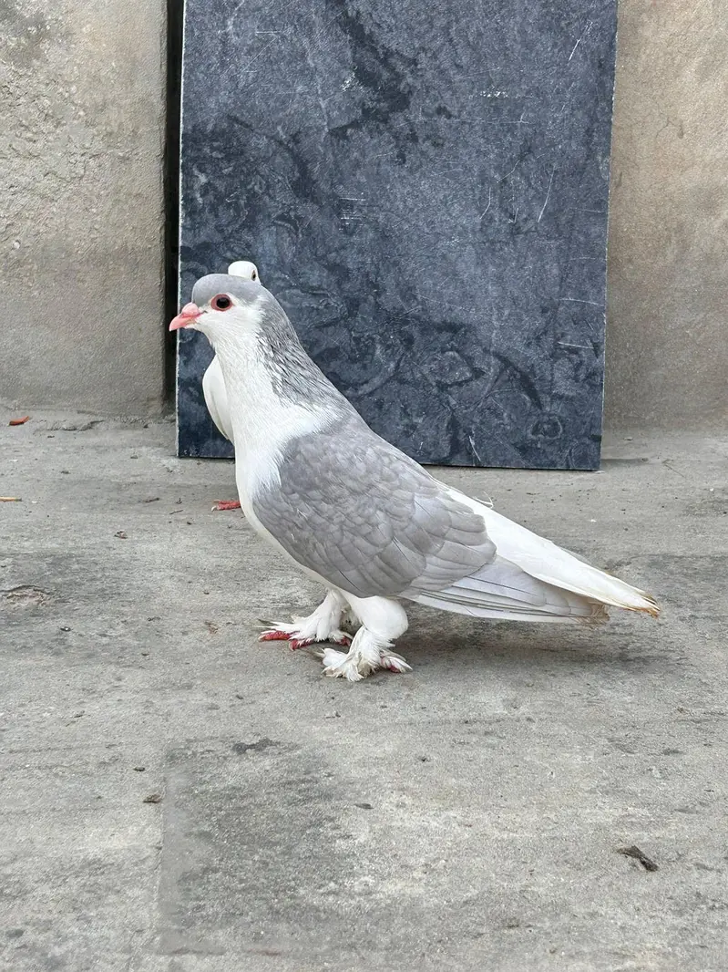 Lahori sharzi Breeder pair — photo 2