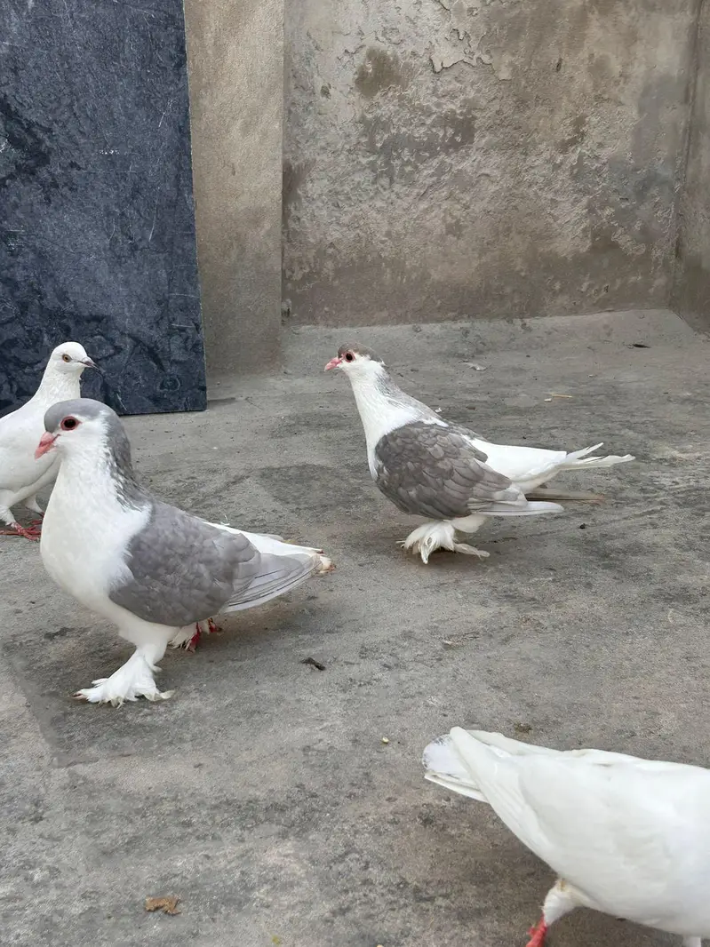 Lahori sharzi Breeder pair — photo 3
