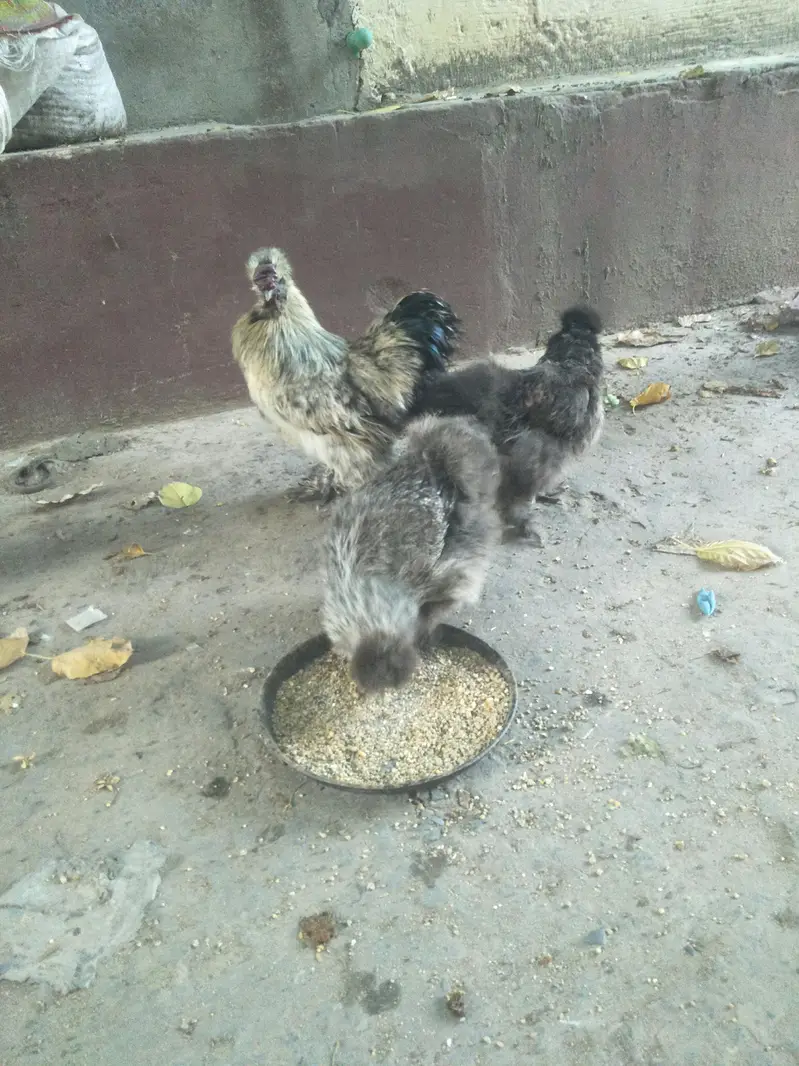 silver silkki breeder set — photo 7