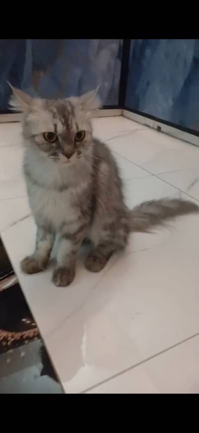 Female cat pure Persian triple coat