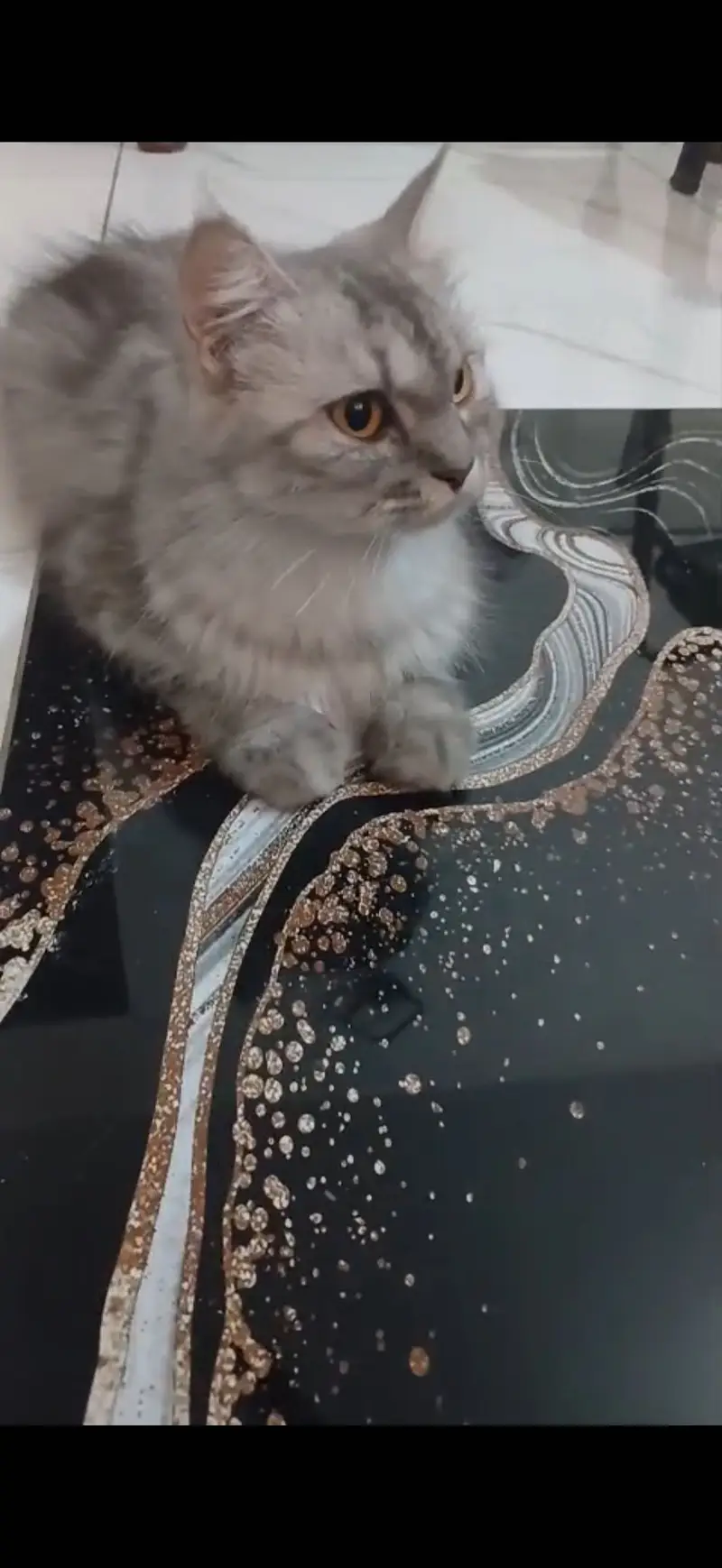 Female cat pure Persian triple coat — photo 2