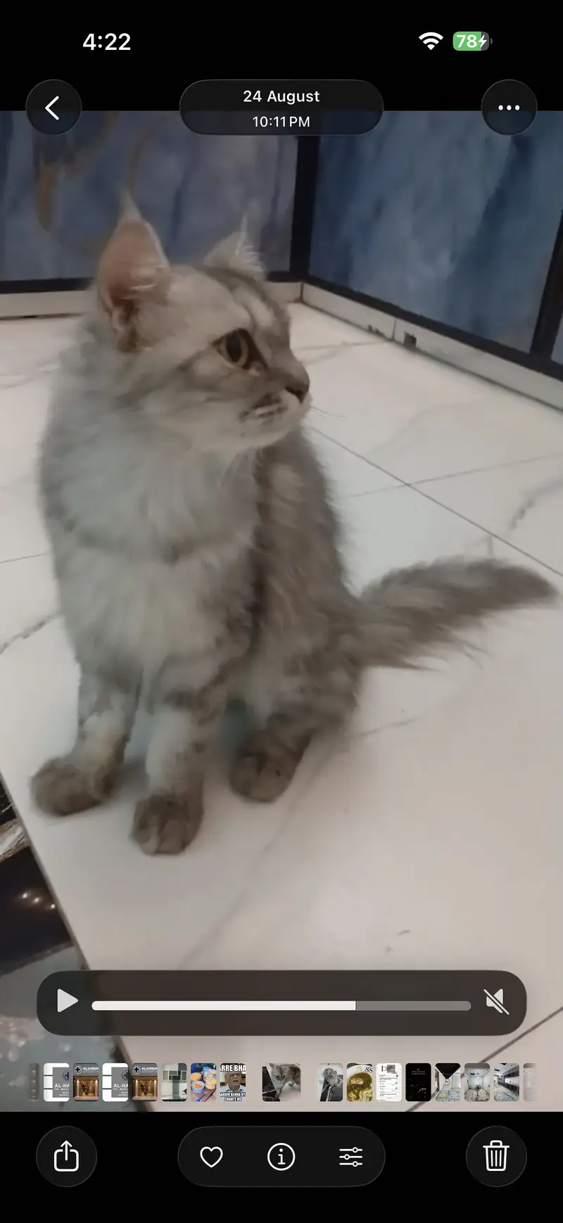 Female cat pure Persian triple coat — photo 3