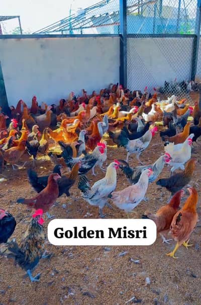 Golden Misri desi hen murgi pathi stater eggs laying hens available