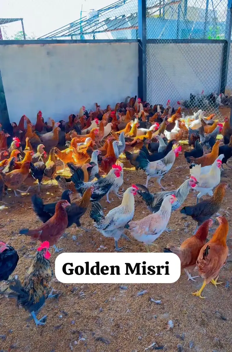 Golden Misri, dandarvi, egyption Fayoumi, Australorp, lohman black,