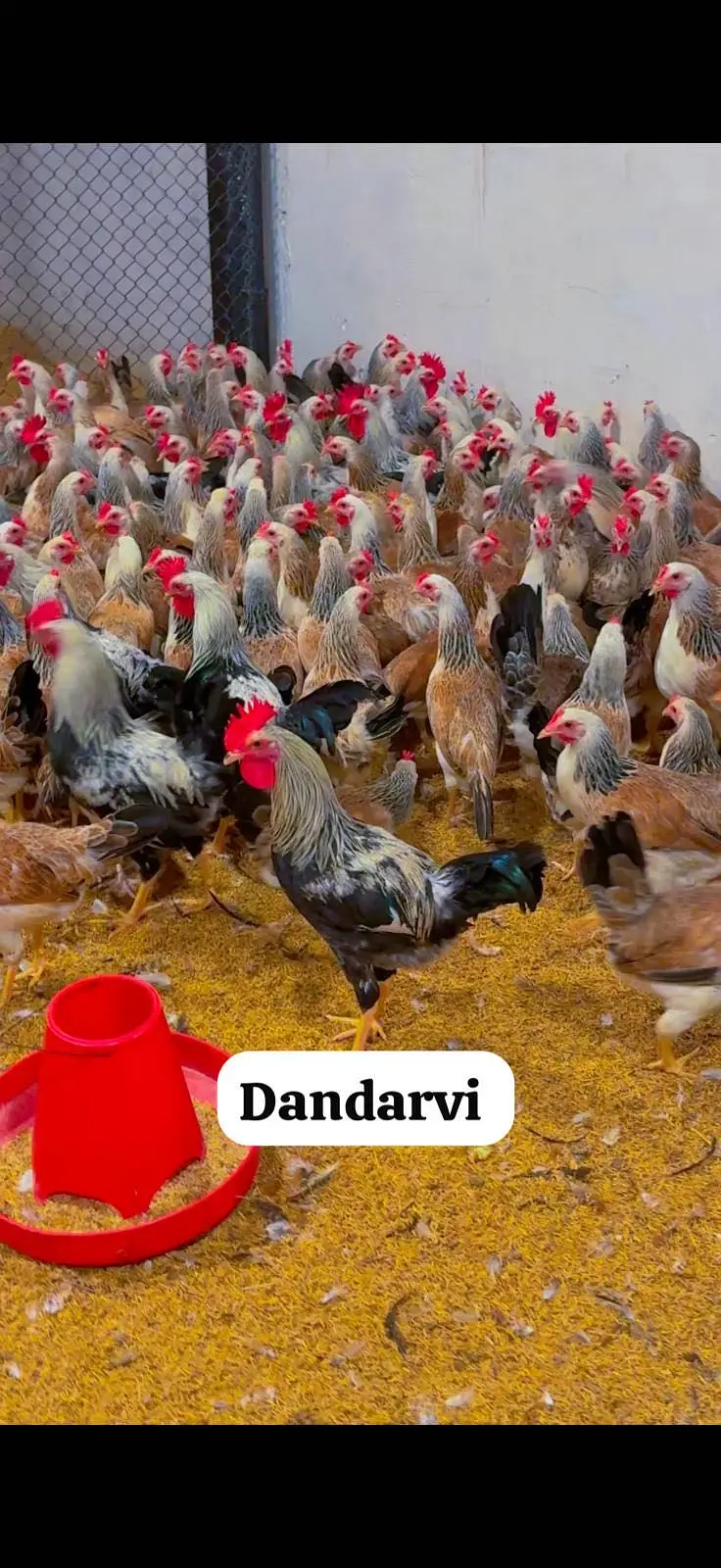 Golden Misri, dandarvi, egyption Fayoumi, Australorp, lohman black, — photo 2