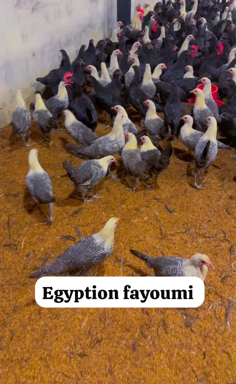 Golden Misri, dandarvi, egyption Fayoumi, Australorp, lohman black, — photo 3