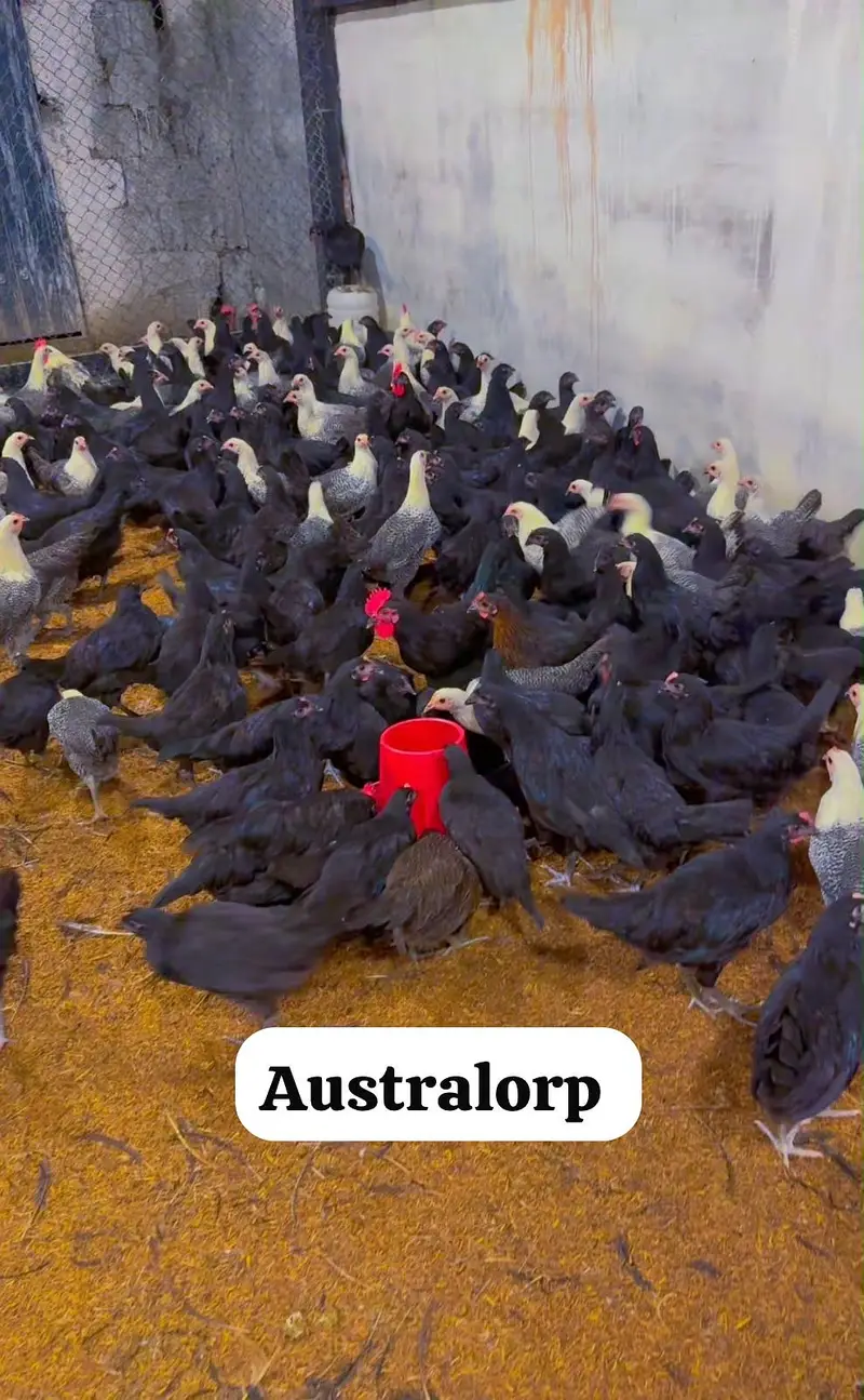 Golden Misri, dandarvi, egyption Fayoumi, Australorp, lohman black, — photo 4