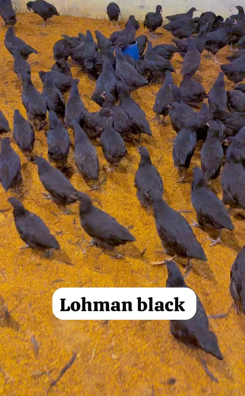 Golden Misri, dandarvi, egyption Fayoumi, Australorp, lohman black, — photo 5