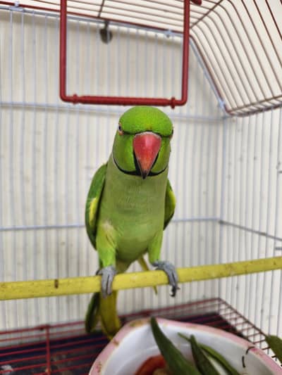 Hand Tame Male Parrot – Talking & Friendly